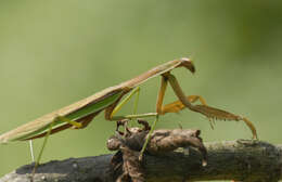 Mantis resmi