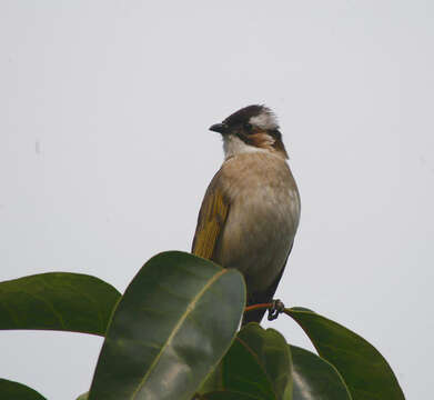 Image of Light-vented Bulbul