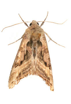 Image of Phlogophora