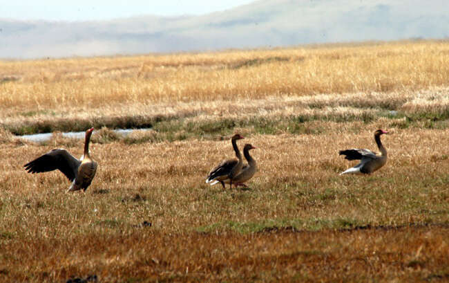 Image of Greylag Goose