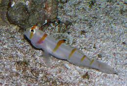Image of Randall's prawn goby