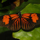 Image de Heliconius erato Linnaeus 1758