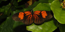 Image of Crimson Patched Longwing