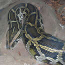 Image of Asiatic rock python