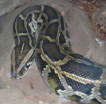 Image of Python Daudin 1803