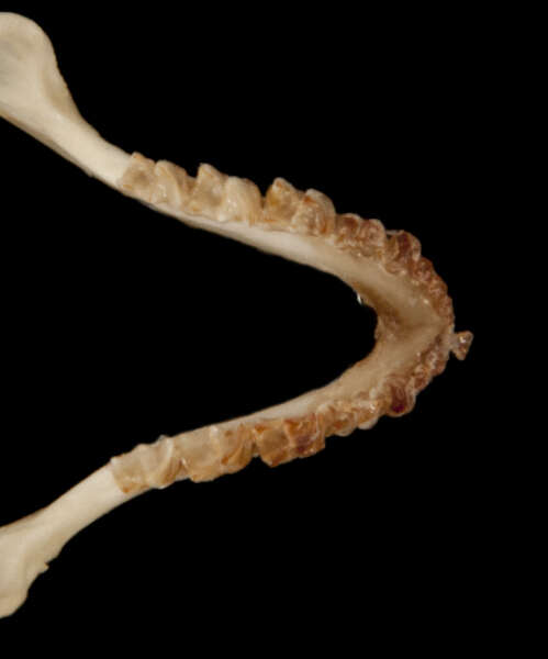 Sivun Räpyläjalkalepakko kuva