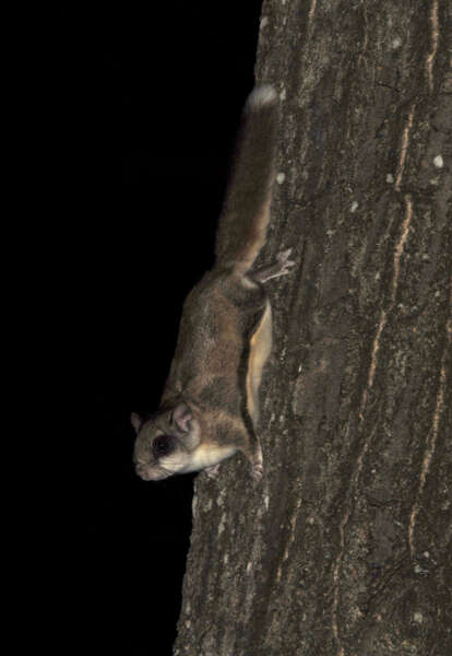 Image of Mexican Flying Squirrel