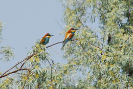 Plancia ëd Merops apiaster Linnaeus 1758