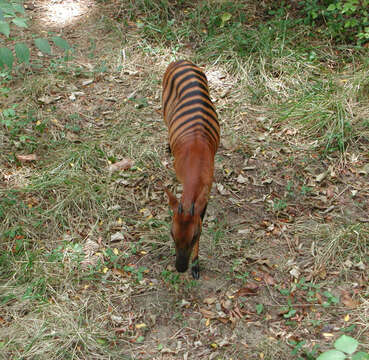 Image of zebra duiker