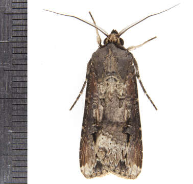 Image of Agrotis