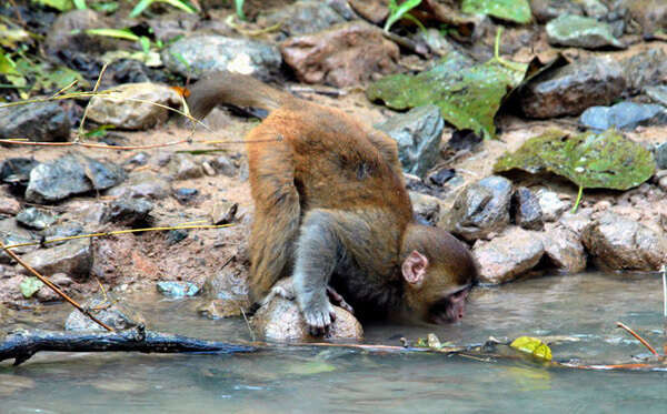 Image of Rhesus Monkey