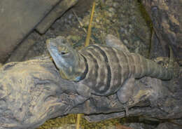 Image of California rock lizard