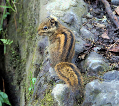 Image of Asiatic striped squirrel