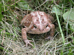 Image of American Toad