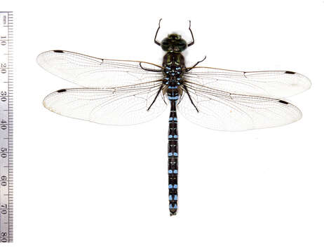 Image of Canada Darner