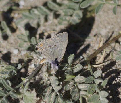 Image of Gray Hairstreak