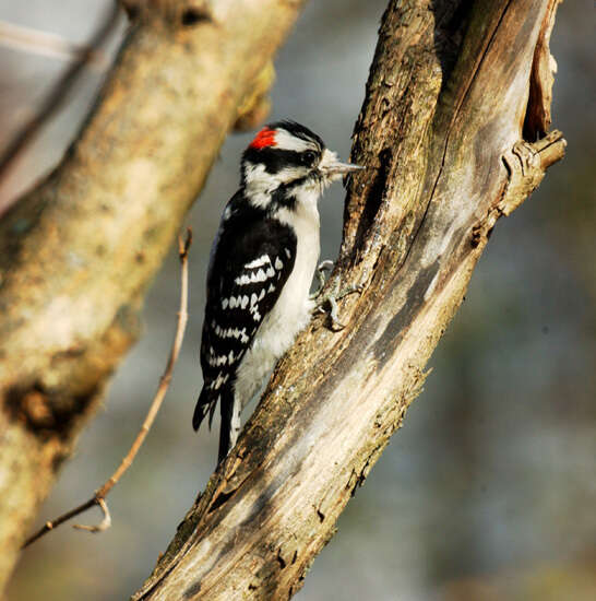 Image of Picoides pubescens