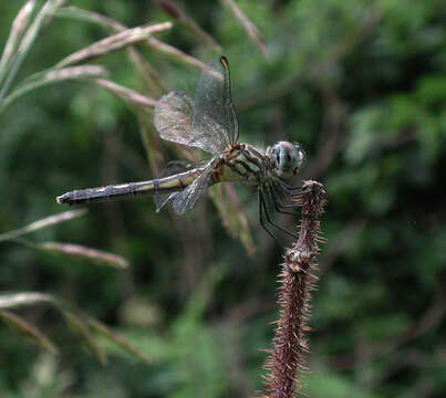 Image of Blue Dasher