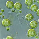 Image of Auxenochlorella