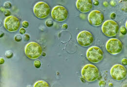 Image de Auxenochlorella