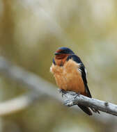 Image of Hirundo Linnaeus 1758