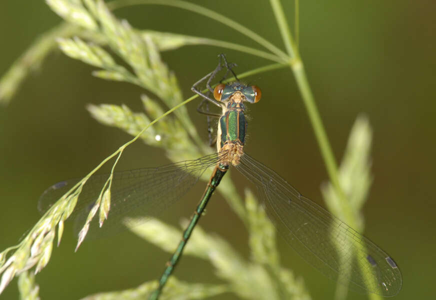 Plancia ëd Lestes dryas Kirby 1890