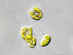 Image of Rayssiella hemisphaerica Edelstein & Prescott 1964