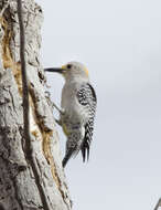 Image of Golden-fronted Woodpecker