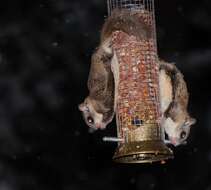 Image of Carolina Flying Squirrel