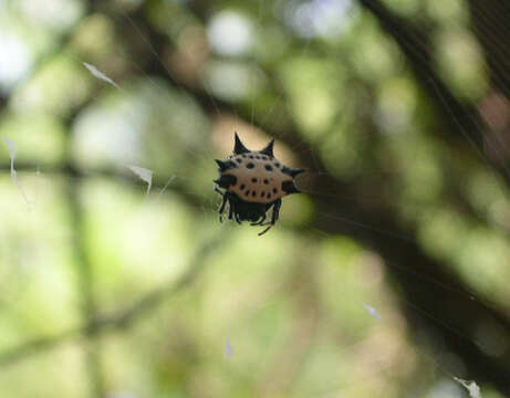 Image of Spiny orb-weaver