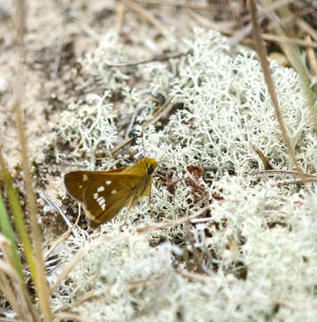 Image of Leonard's skipper