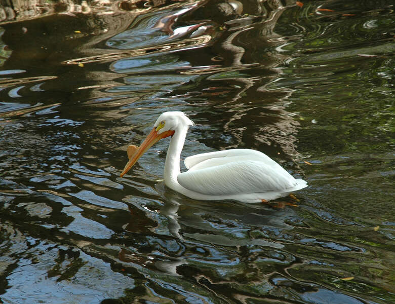 Image of American White Pelican