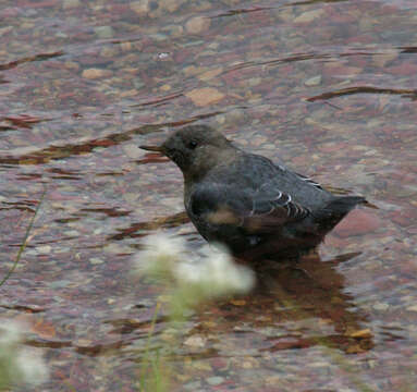 Image of American Dipper