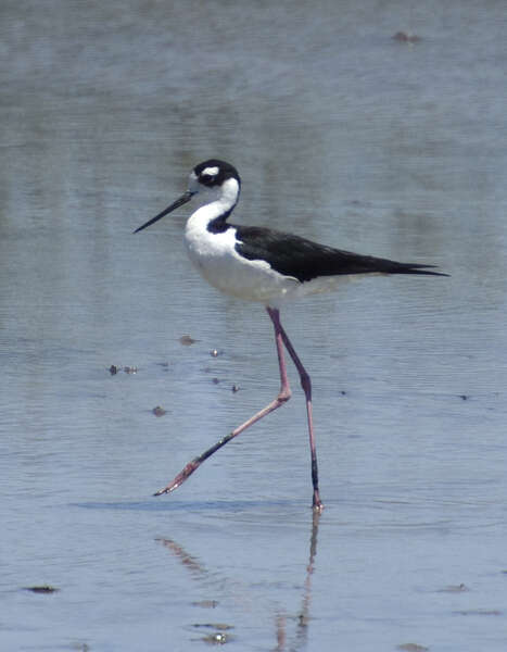 Image de Himantopus Brisson 1760