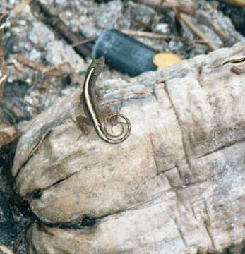 Image of Bahaman brown anole