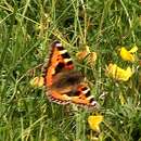 Imagem de Aglais urticae Linnaeus 1758