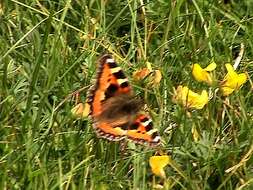 Imagem de Aglais urticae Linnaeus 1758