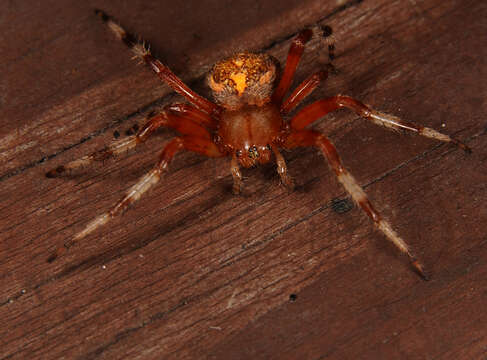 Image of Angulate & Roundshouldered Orbweaver