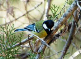 Image of Green-backed Tit