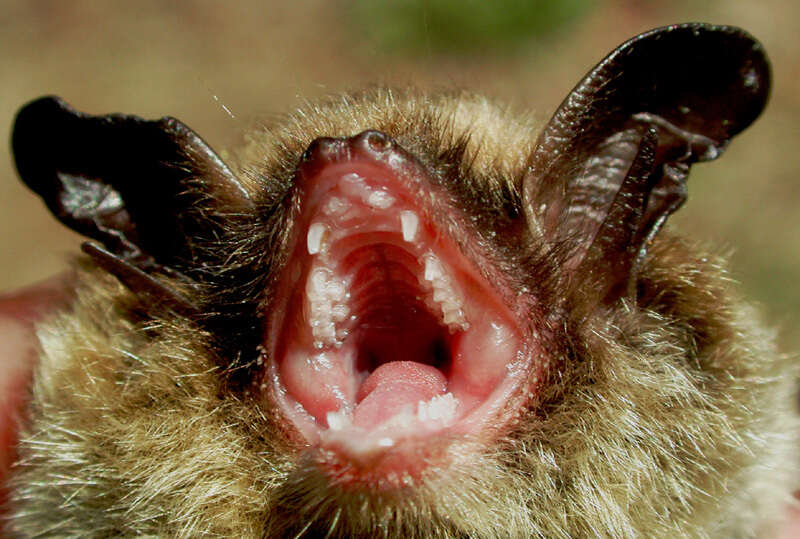 Image of Northern Long-Eared Bat