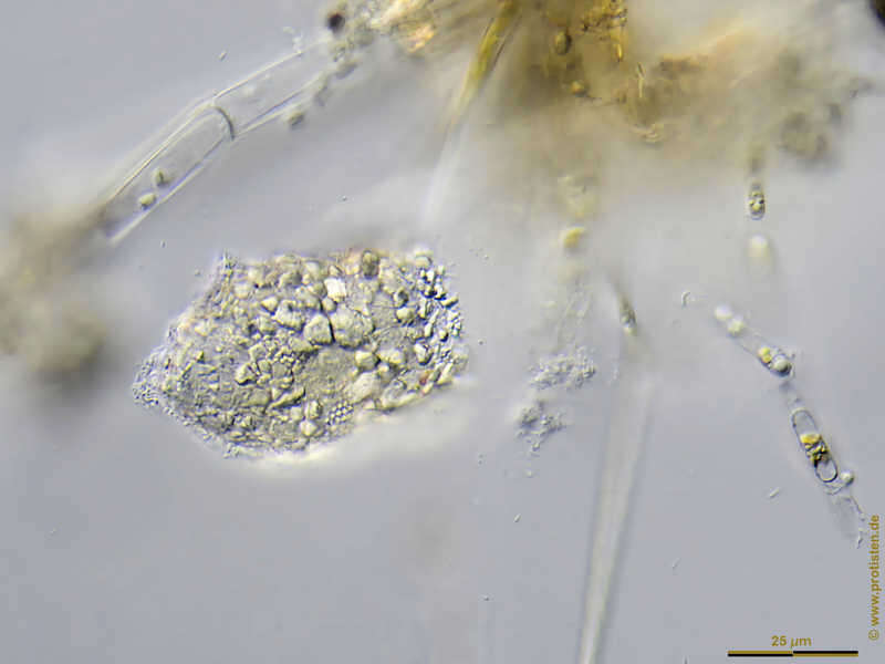 Image of Tintinnopsis lacustris