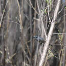 Image of Dendroica coronata