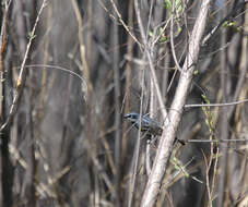 Dendroica coronata resmi