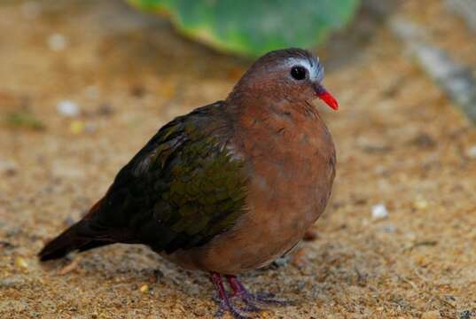 Image of Emerald Dove