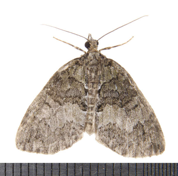 Слика од Hydriomena renunciata Walker 1862