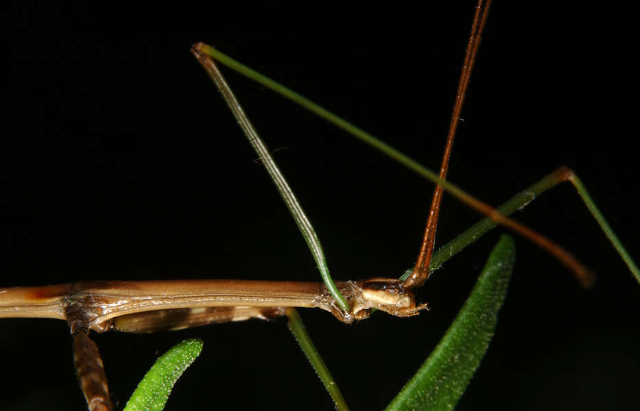 Image of Walkingsticks