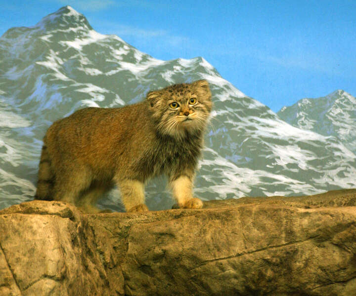 Image of Pallas’s cat