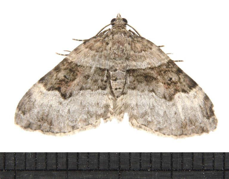 Image of Toothed Brown Carpet