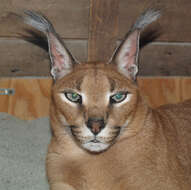 Image of Caracals