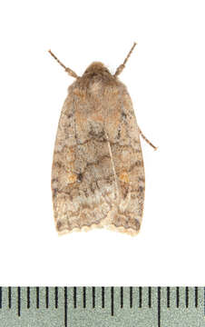 Image of Three-Spotted Sallow